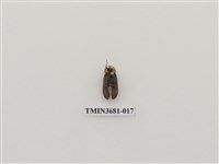 藏品(鞘翅目(1))的圖片